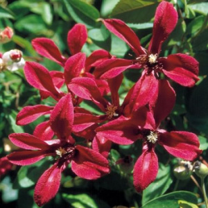 Клематис Гравити Бьюти ботанический (горшок)/1шт купить