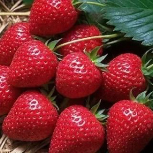 Земляника Фестивальная садовая средняя,крупная купить