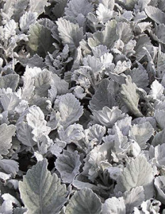 Цинерария Нью Лук (с округлыми листьями) 1шт Ц200 купить