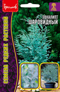 Эвкалипт Шаровидный купить