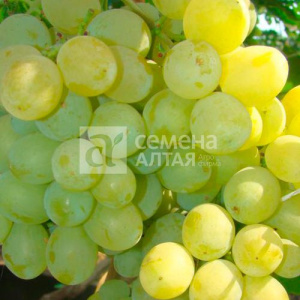 Виноград Первозванный купить