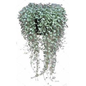 Дихондра d23 кашпо пластиковое 1шт КП014 купить