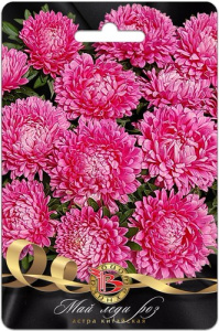 Астра Май Леди Роз китайская  купить