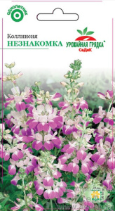Коллинсия Незнакомка  купить
