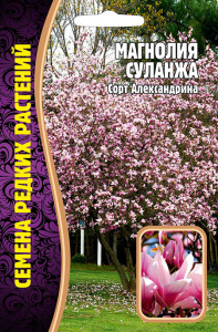Магнолия Суланжа купить