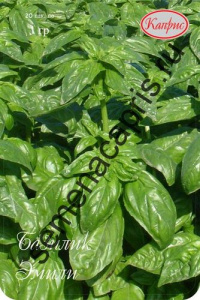 Базилик Эмили (Нидерланды)/1шт купить