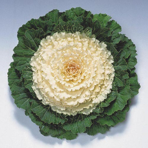 Капуста декоративная Пижон Уайт (белая,волнистый лист) 1шт К231/35 купить