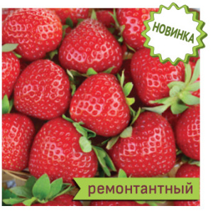 Земляника Бравура ремонтантная  купить