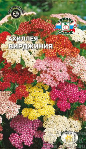 Ахиллея Вирджиния  купить
