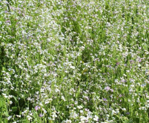 Смесь сидератов (горчица,редька) 1кг/10кг купить