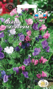 Эхиум Пилигрим  купить