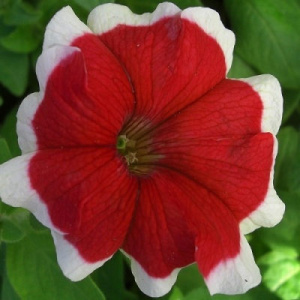 Петуния крупноцв. Халахуп Ред (красная с каймой) 1шт П371/54 купить