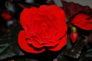 Бегония клубневая Нонстоп Мокка Скарлет (алая, темный лист) 1шт Б320/24 купить