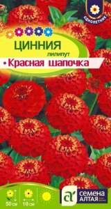 Цинния лилипут Красная шапочка  купить