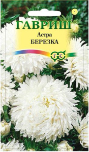 Астра Березка  (воронежская белая) купить