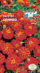 Тагетес Огниво  купить