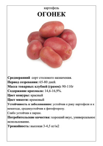 Картофель Огонек А5 фото купить