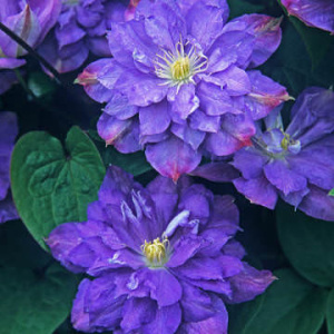 Клематис Блю Экспложен крупноцв.(горшок)/1шт купить