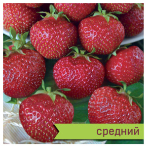 Земляника Черри Берри садов.средняя купить