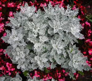 Цинерария Сильверадо ( с рассеченым листом) 1шт Ц202/54 купить