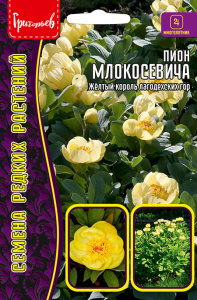 Пион Млокосевича купить