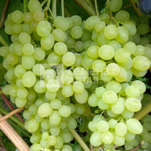 Виноград Сверхранний Бессемянный купить