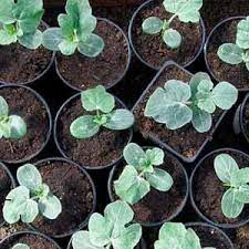 Арбуз Астраханский 1шт/10 ов002 купить