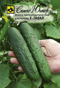 Огурец Косинский (Газал) F1 купить