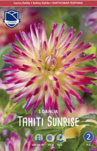 Георгина кактусовая Tahiti Sunrise /1шт купить