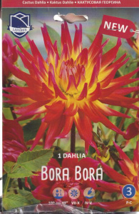 Георгина кактусовая Bora Bora (1х1шт) купить