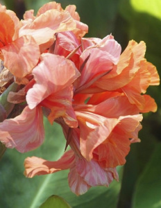 Канна Tropical Sunrise (1х3шт) купить