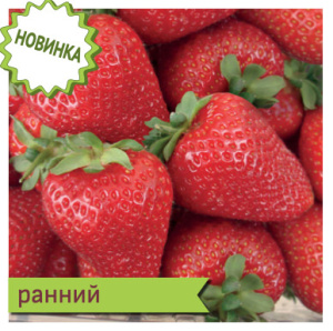 Земляника Олимпия НФ638 купить