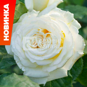 Роза Ирина