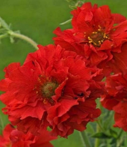 Гравилат (ЛФ) Р9 (многолетн) купить