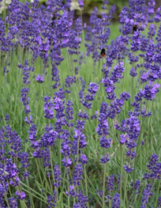 Лаванда узколистная компактная Виченца Блю темно-синяя С1 мн0348м купить