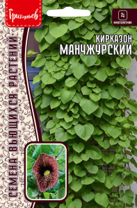 Кирказон Манчжурский купить