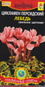 Цикламен персидский Лебедь  купить