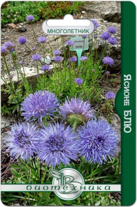 Ясионе Блю купить