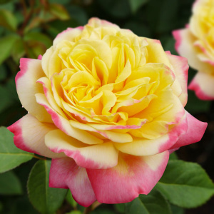 Роза Кордес Юбилей купить