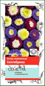 Астра Сентябрина помпонная купить