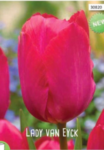 Тюльпан Леди Ван Эйк /10шт купить