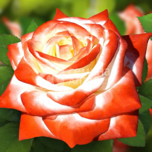 Роза Императрица Фарах купить