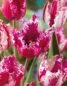 Тюльпан Перпл Циркус /10шт купить