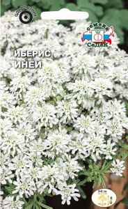 Иберис Иней купить