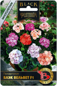 Пеларгония садовая Блэк Вельвет смесь  купить