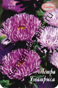 Астра Беатриса/1шт купить