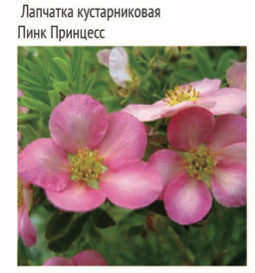Лапчатка Принцесса кустарниковая ЦК купить
