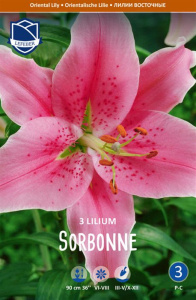 Лилия восточная Sorbonne /3шт купить