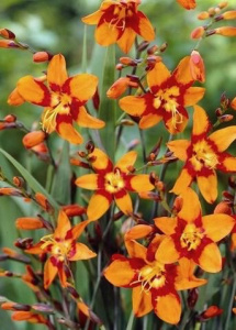 Крокосмия Эмили Мак Кензи /15шт купить