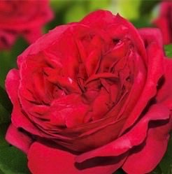 Роза Эрик Таберли купить